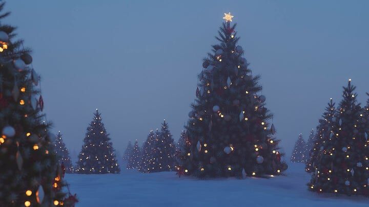 christmas trees file fox news.jpg